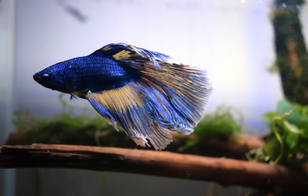 A betta resting near the surface of a planted tank