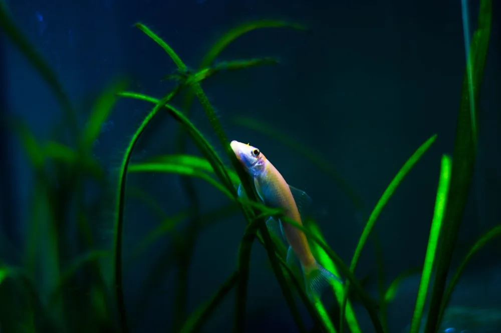 Fish among tall green plants in dim aquarium light