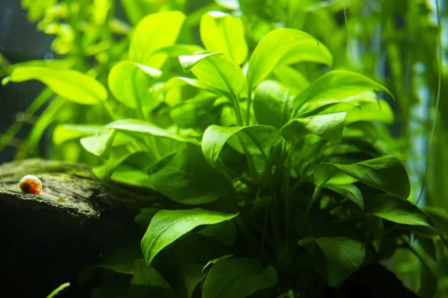 Close view of bright green aquarium plants