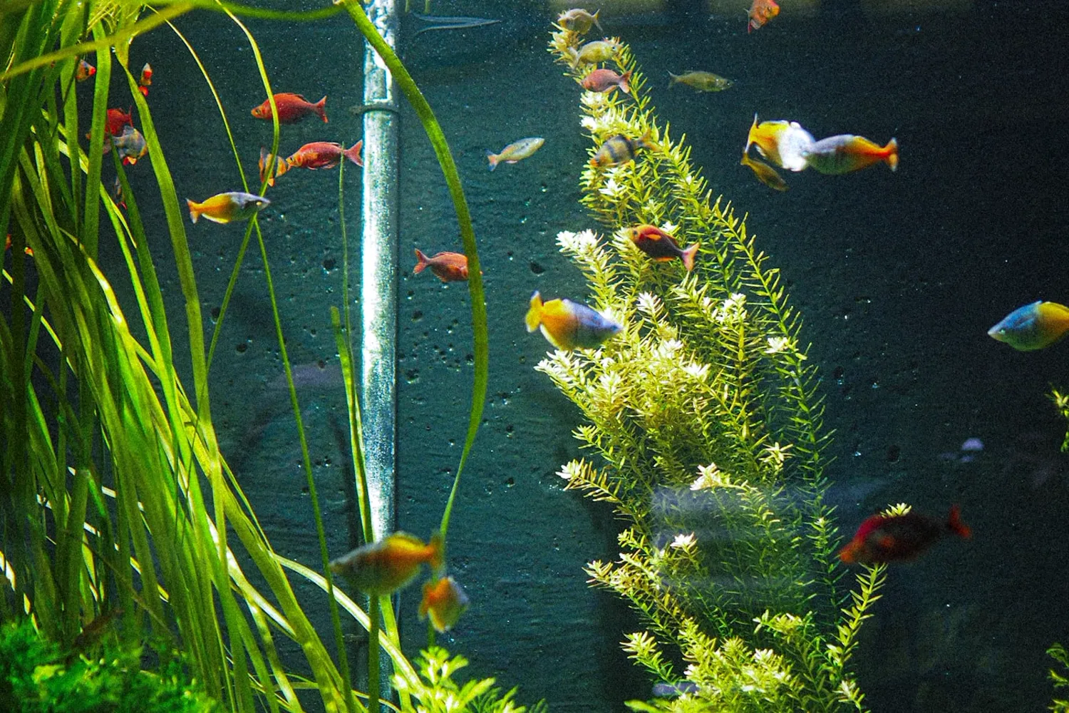 A school of small fish spread through a planted aquarium