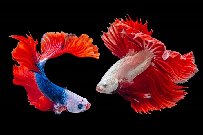 Two bettas, one blue and red, one white and red, on a black background