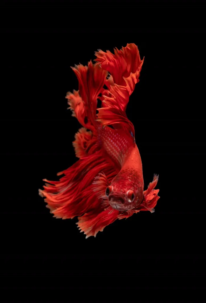 A white bodied betta with deep red fins