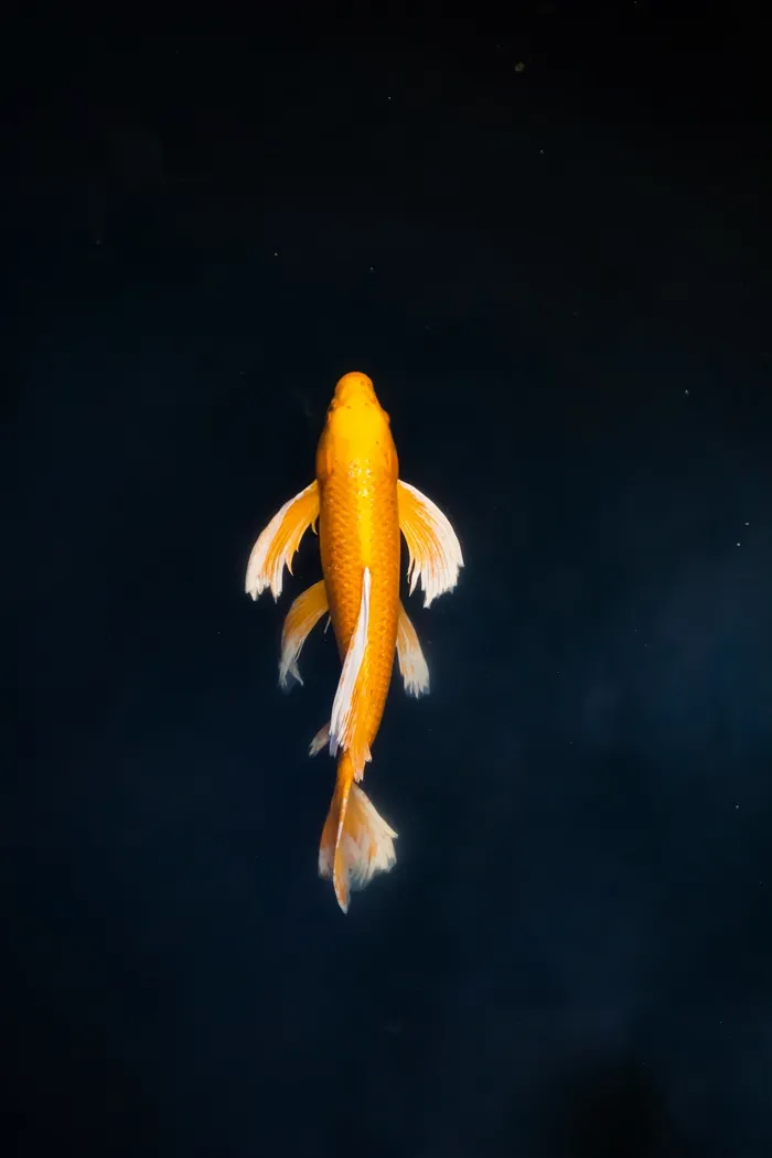 A deep red betta with spiky separated fin rays