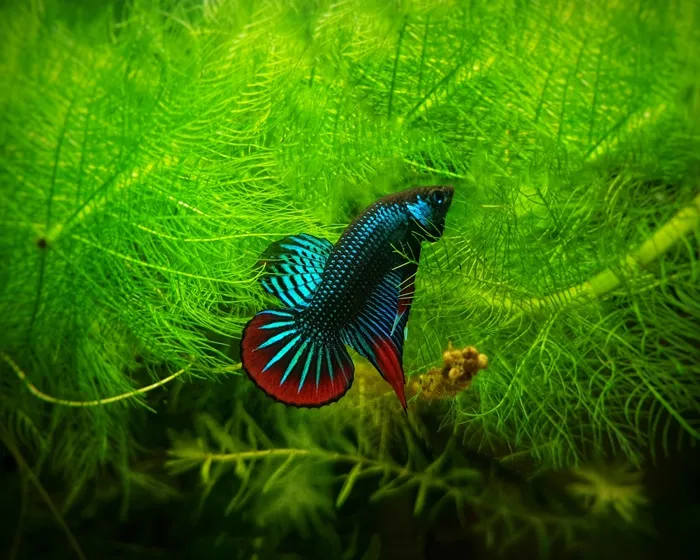 A gold and black betta beside a bright blue one